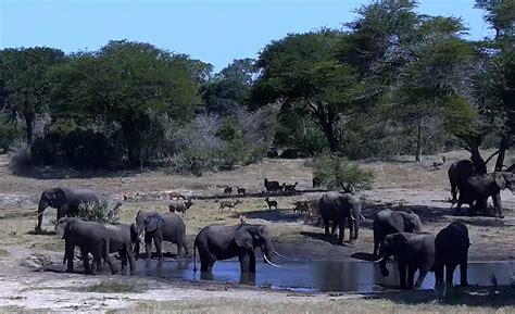 Tembe Elephant Park, Live Streaming HD Webcam,。